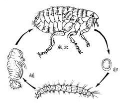 蚤類(lèi)的危害與防 制