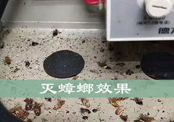 長(zhǎng)沙滅蟑螂